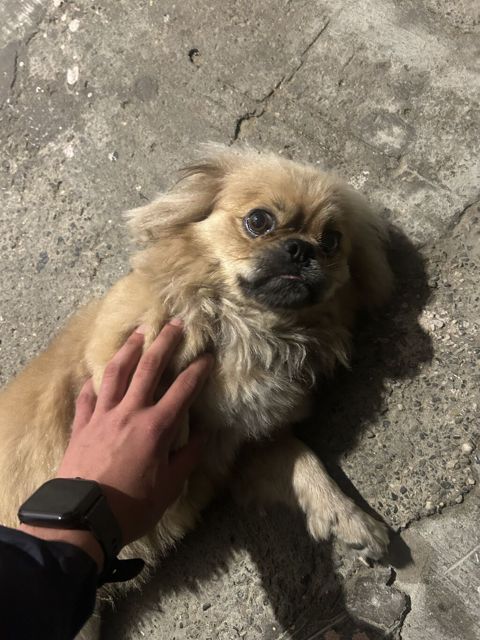 Pekines, 1 il, Erkək, Peyvəndli, Ünvandan götürmə — Digah
