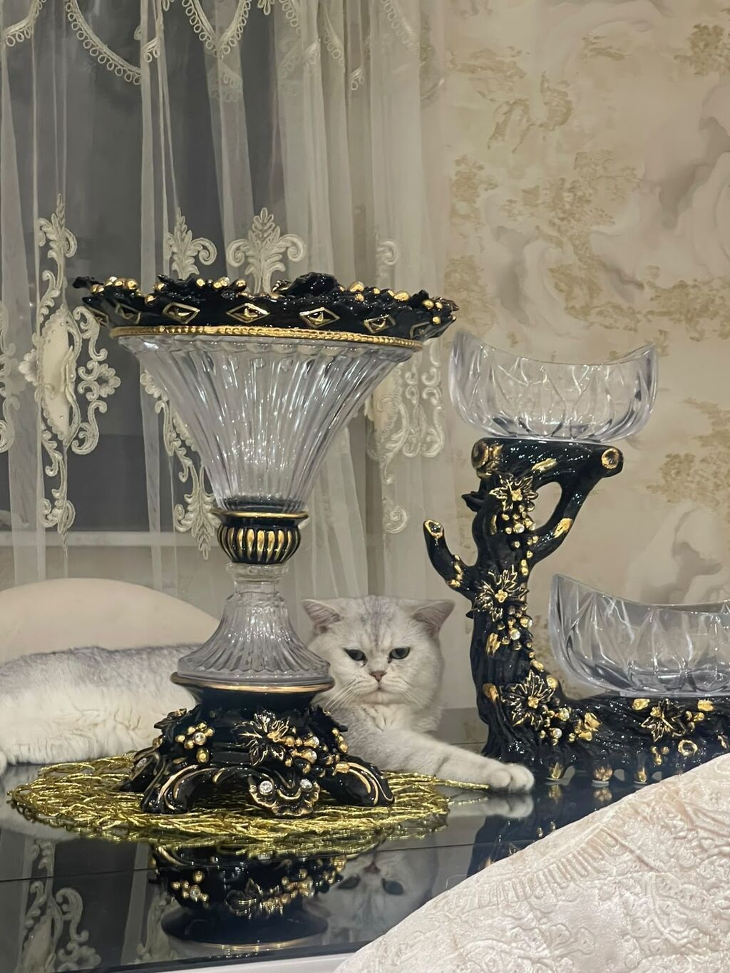 Şinşilla — Pişiklər, Bakı (9)