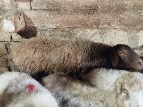 Erkək, Qala, il: 2, Damazlıq, Ödənişli çatdırılma — 870 ₼ · Sumqayıt · Kənd təsərrüfatı heyvanları Erkək, Qala, il: 2, Damazlıq, Ödənişli çatdırılma — Sumqayıt