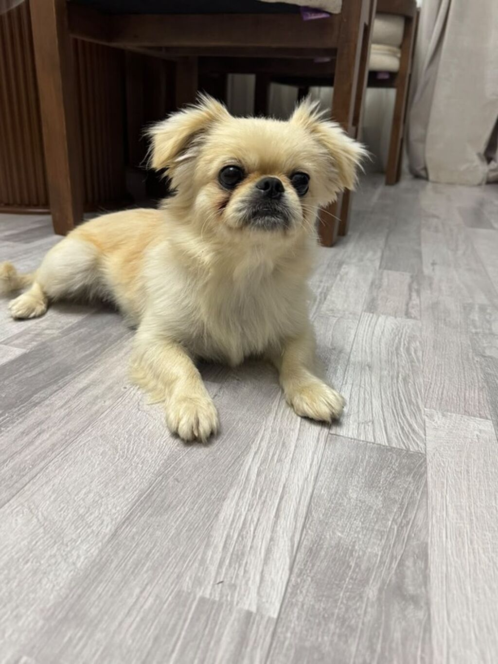 Pekines, 1 il, Dişi, Peyvəndli, Ünvandan götürmə — Köpəklər, Bakı (4)