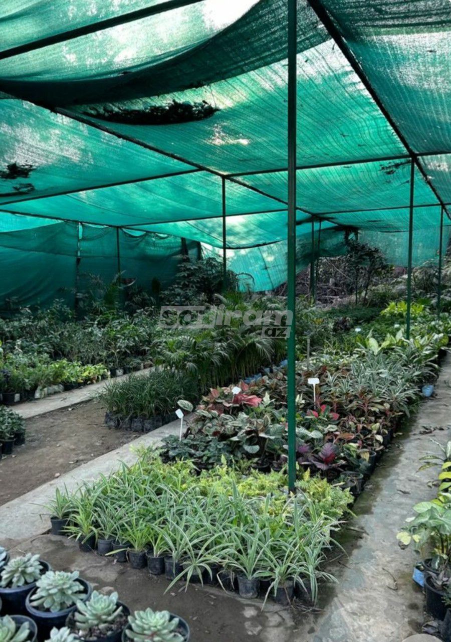 Tor satışı — Su nasosu, Bakı (4)