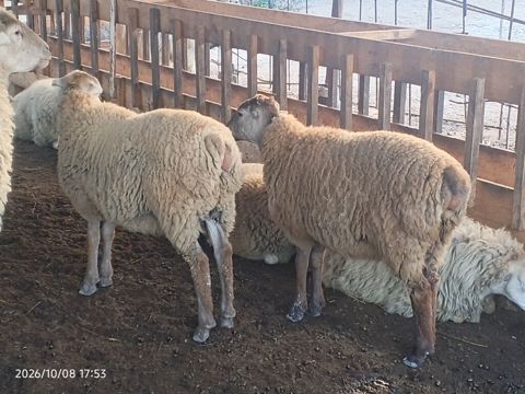 Qoç və qoyunlar – yerli təsərrüfatdan - Cins: qarışıq yerli ət-yun — 480 ₼ · Kürdəmir · Kənd təsərrüfatı heyvanları Qoç və qoyunlar – yerli təsərrüfatdan - Cins: qarışıq yerli ət-yun — Kürdəmir