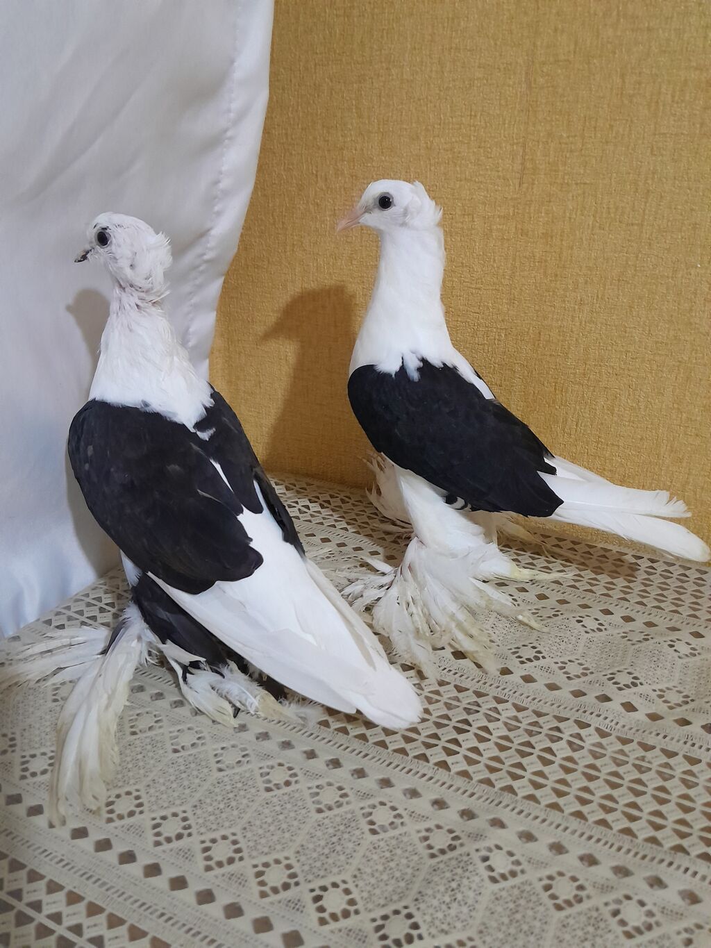 Salam olsun her kese. quslaf tam saglam.komuru qara ceplerdi. erkek — Göyərçin, Digah (2)