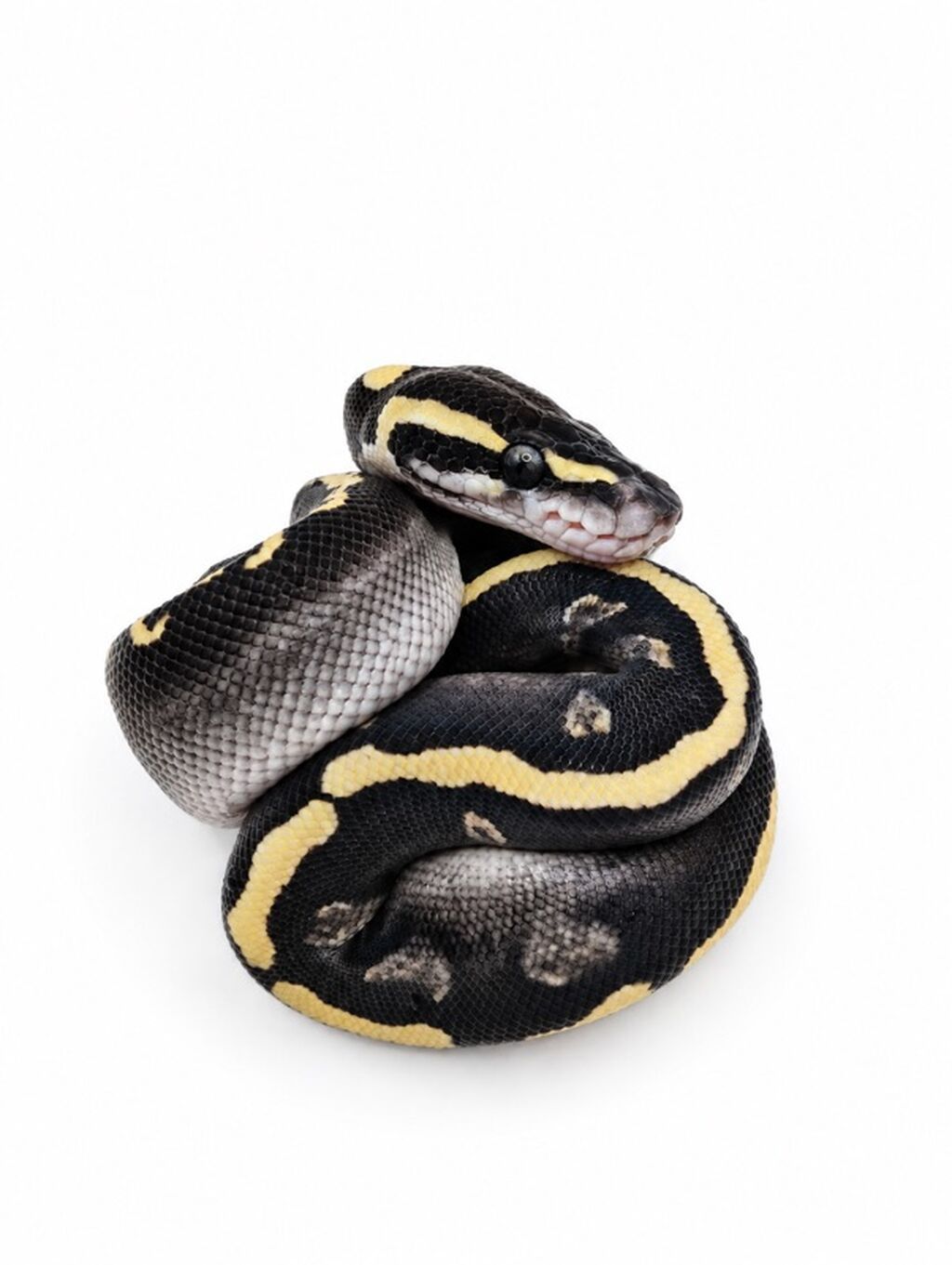 Kral pitonu balaları satışdadır Caspian Snake-də artıq yeni evlərinə — Digər heyvanlar, Bakı (3)