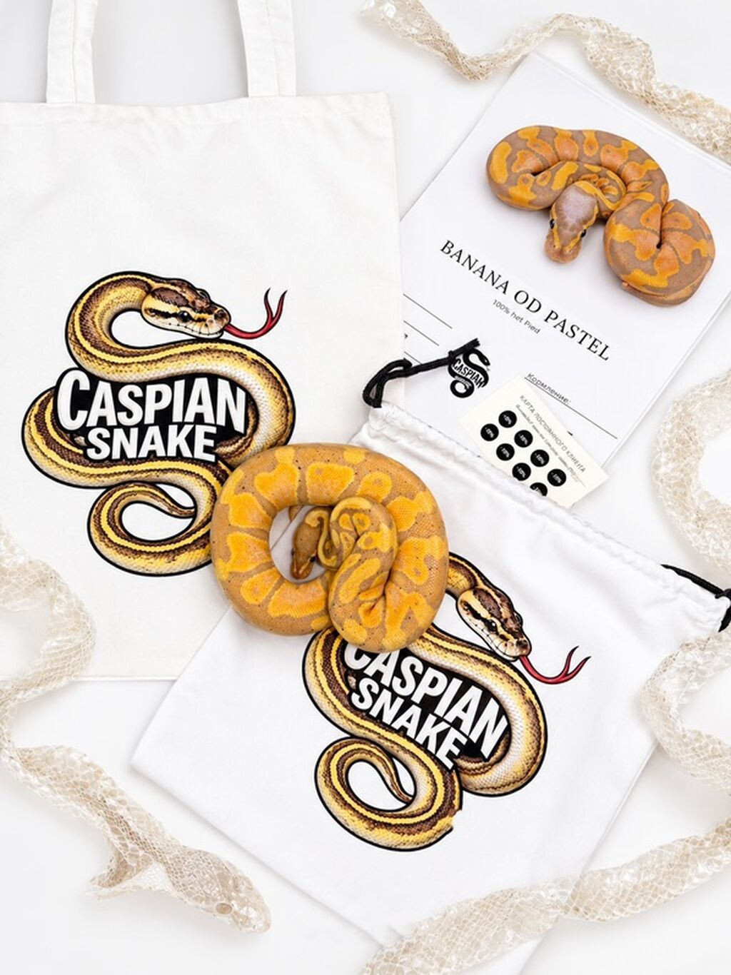 Kral pitonu balaları satışdadır Caspian Snake-də artıq yeni evlərinə — Digər heyvanlar, Bakı