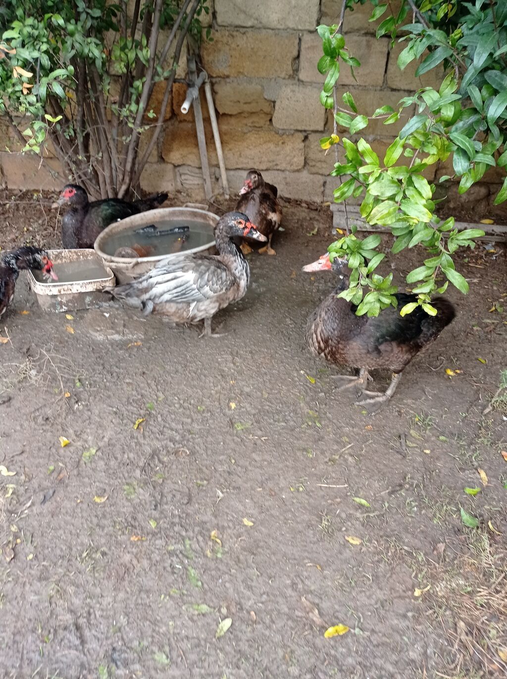 Satılır: Misk ördəkləri (indo duck) 15 manatdan 30 manata kimi hamsini — Digərləri, Fatmayı (7)