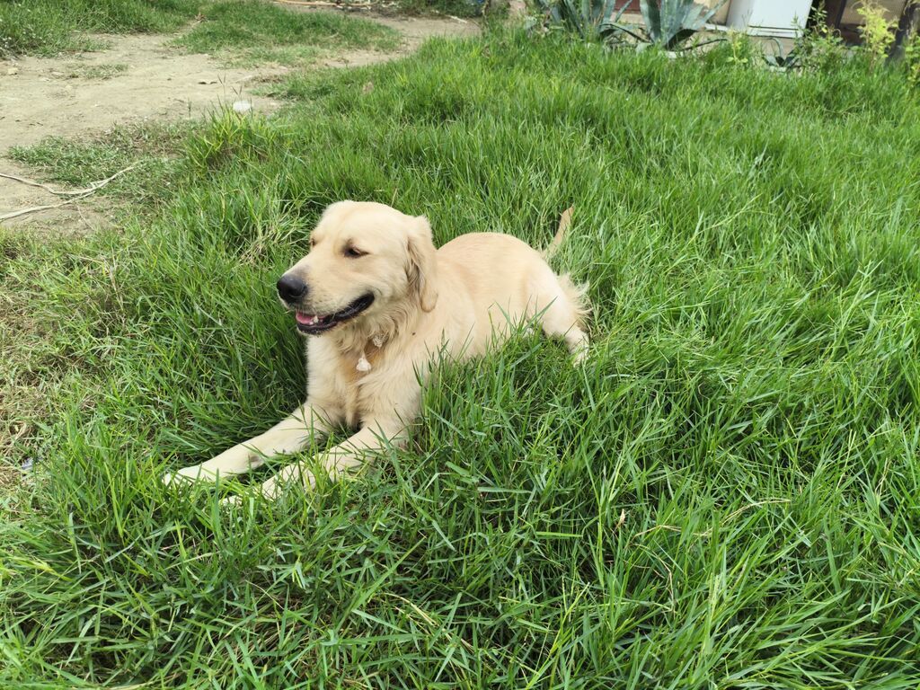 Retriever — Köpəklər, Digah (3)