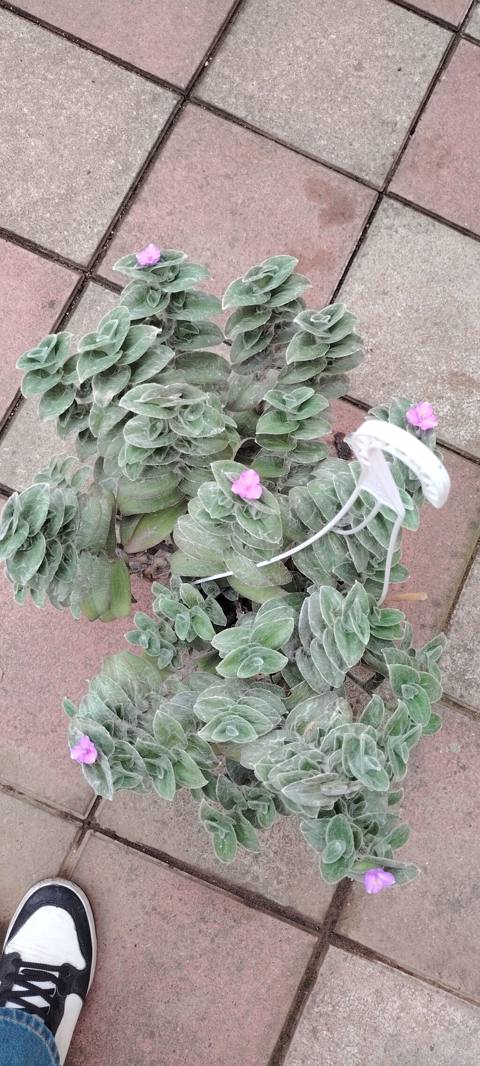 Tradescantia sillamontana (Tül bitkisi) – dekorativ otaq və bağ — Bakı