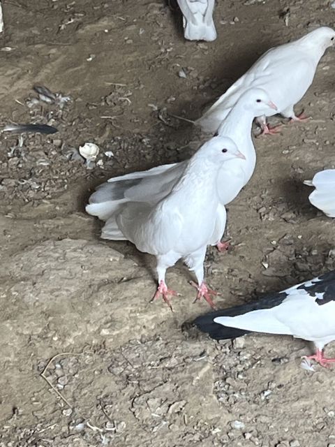 Salam şekilde gorsenen bütün heyvanlar satlir heresinin öz qiymeti var — 250 ₼ · Novxanı · Göyərçin Salam şekilde gorsenen bütün heyvanlar satlir heresinin öz qiymeti var — Novxanı