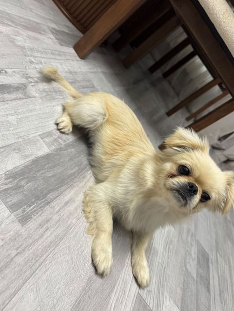Pekines, 1 il, Dişi, Peyvəndli, Ünvandan götürmə — Bakı
