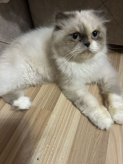 Dişi, Yaxşı əllərə, Ödənişli çatdırılma — 200 ₼ · Sumqayıt · Pişiklər Dişi, Yaxşı əllərə, Ödənişli çatdırılma — Sumqayıt