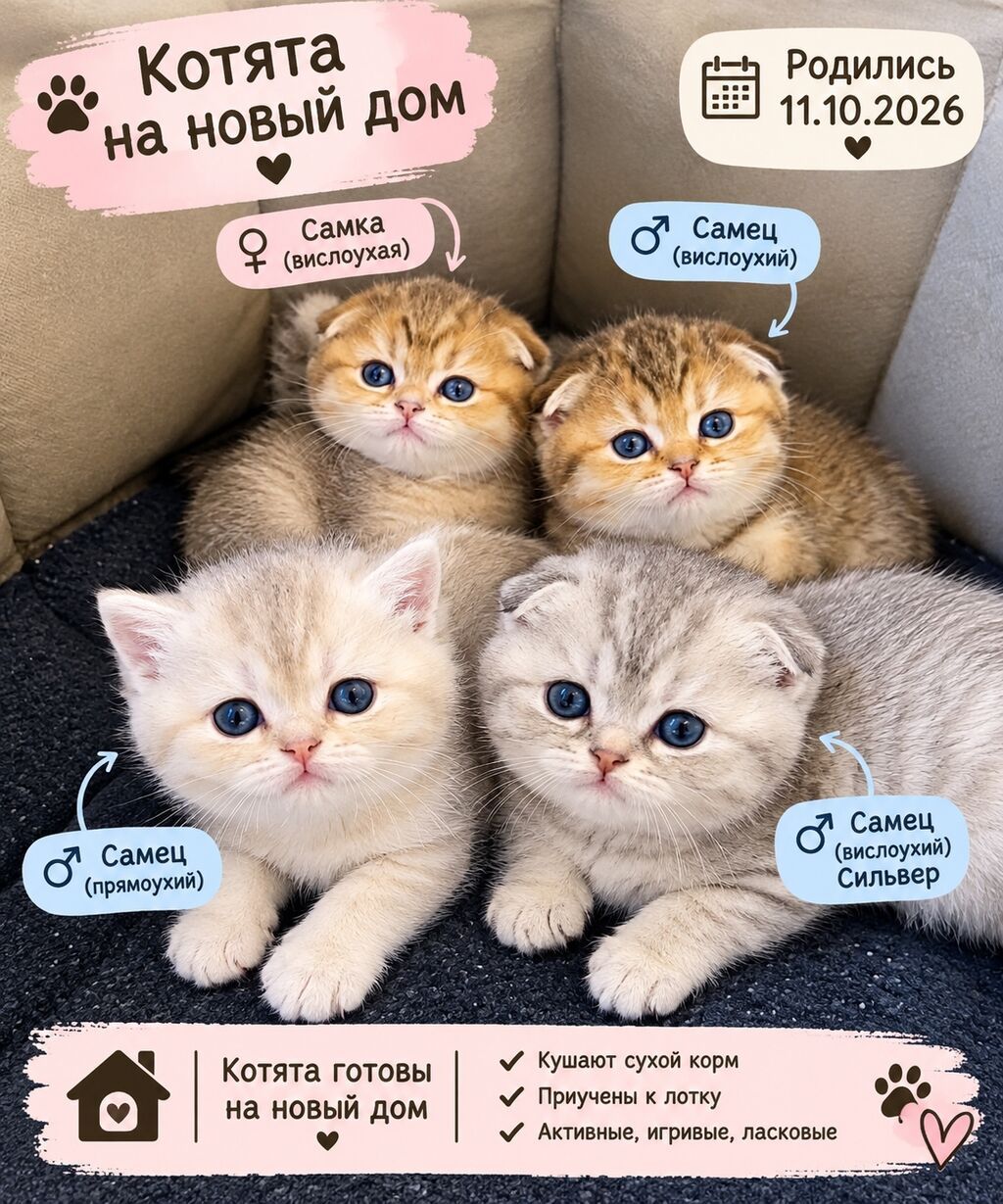 Qızıl şinşilla, Erkək — Pişiklər, Bakı