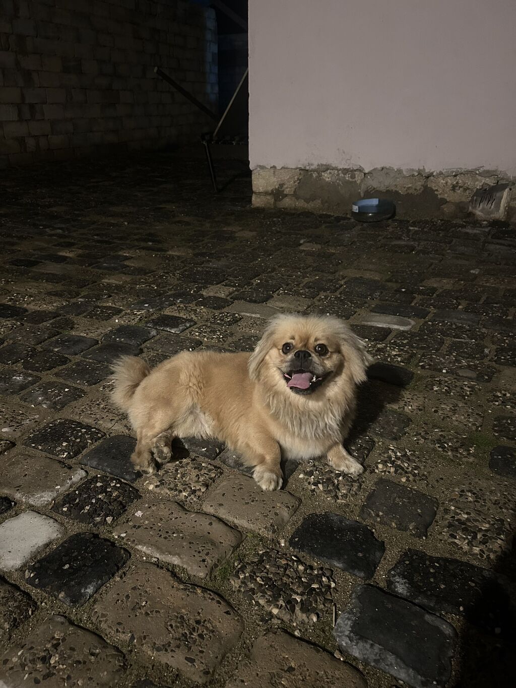 Pekines, 1 il, Erkək, Peyvəndli, Ünvandan götürmə — Köpəklər, Digah (2)
