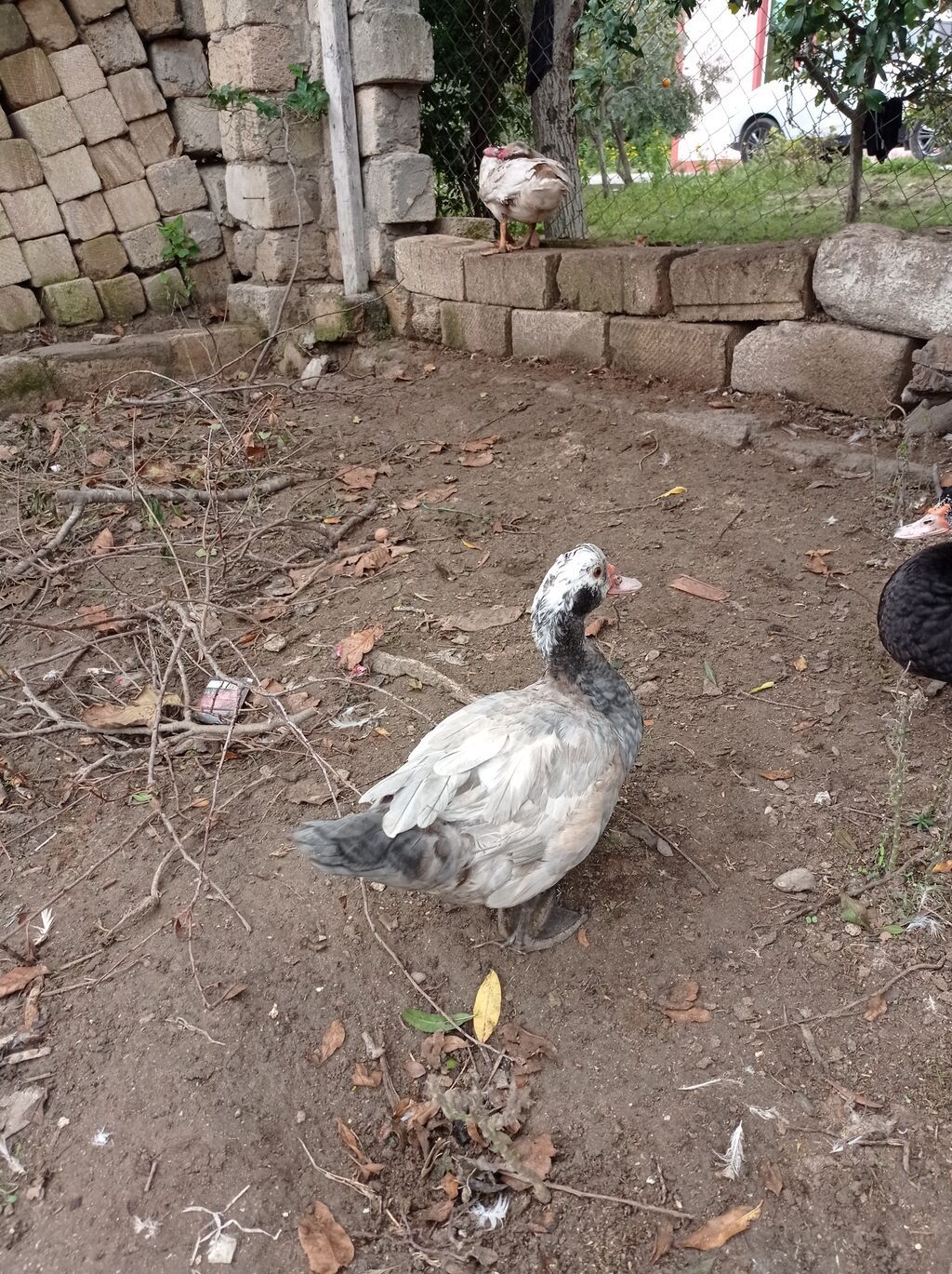 Satılır: Misk ördəkləri (indo duck) 15 manatdan 30 manata kimi hamsini — Digərləri, Fatmayı (5)