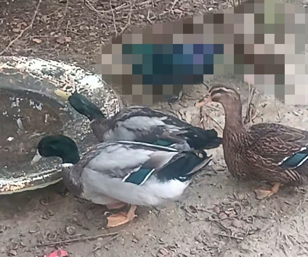 Erkək, Damazlıq, Pulsuz çatdırılma — Digərləri, Digah (4)