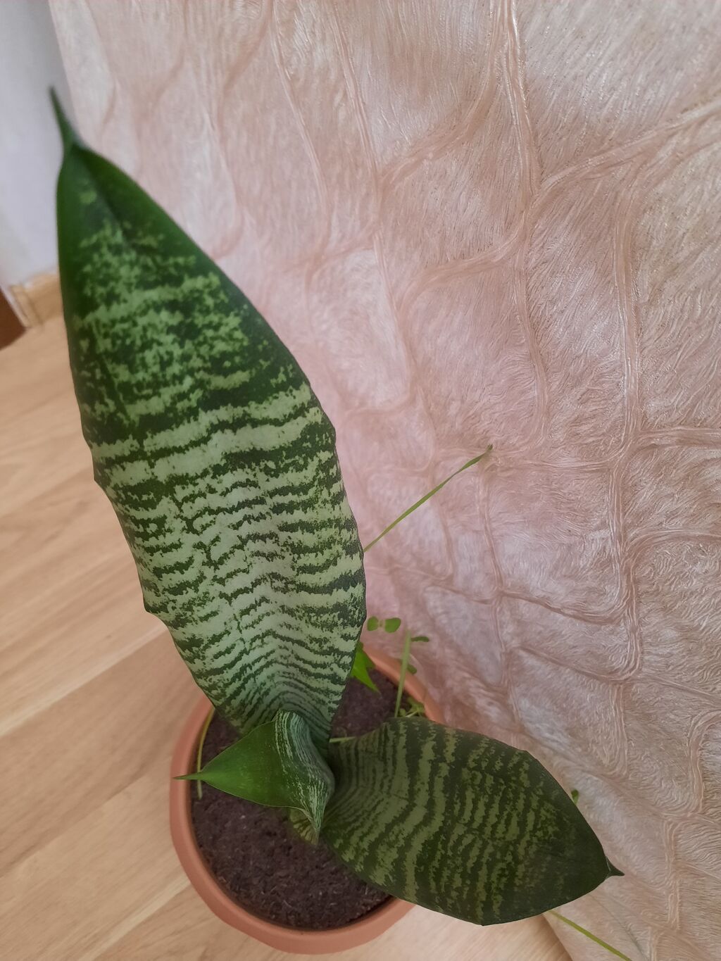 Sansevieria gülü — Qapı bitkələri, Bakı