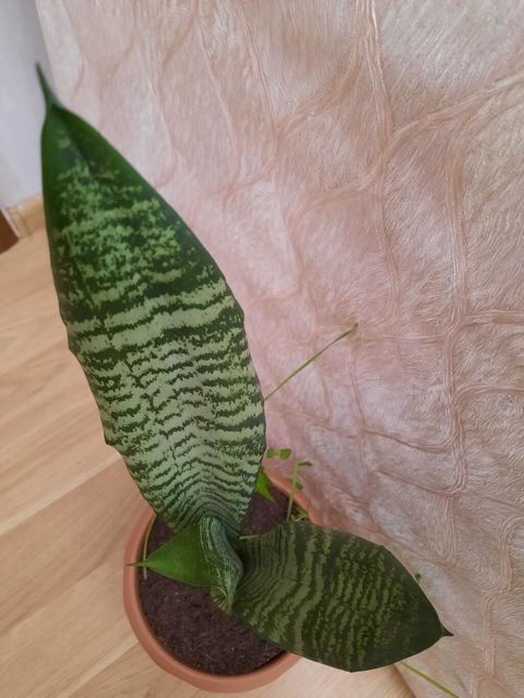 Sansevieria gülü — Bakı