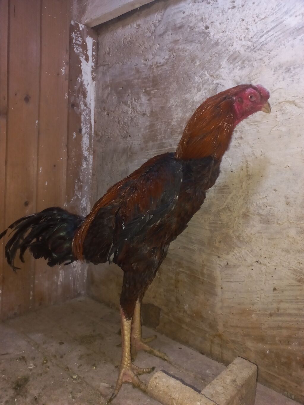 Daş pipik assel beçə 11 aylıq. super heyvanların balasıdı. Atası — Toyuq və xoruz, Mehdiabad (2)