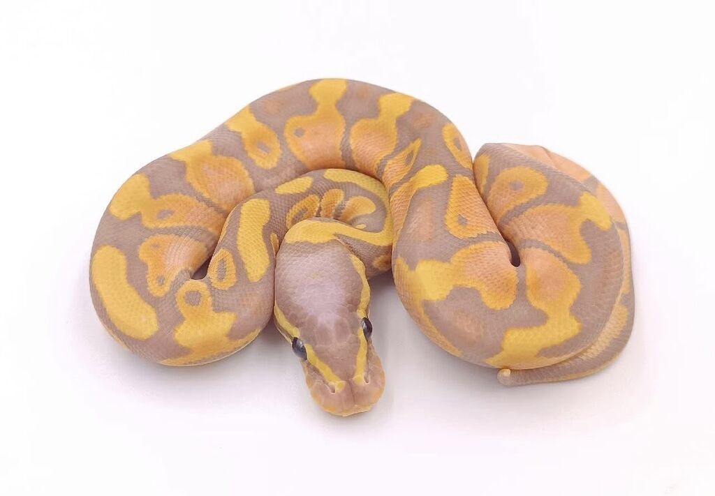 Kral pitonu balaları satışdadır Caspian Snake-də artıq yeni evlərinə — Digər heyvanlar, Bakı (2)