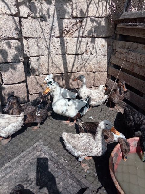 Qaz və ördək sürüsü - Fotoşəkillərdə görünən müxtəlif rəng və cinsdə — 15 ₼ · Digah · Digərləri Qaz və ördək sürüsü - Fotoşəkillərdə görünən müxtəlif rəng və cinsdə — Digah