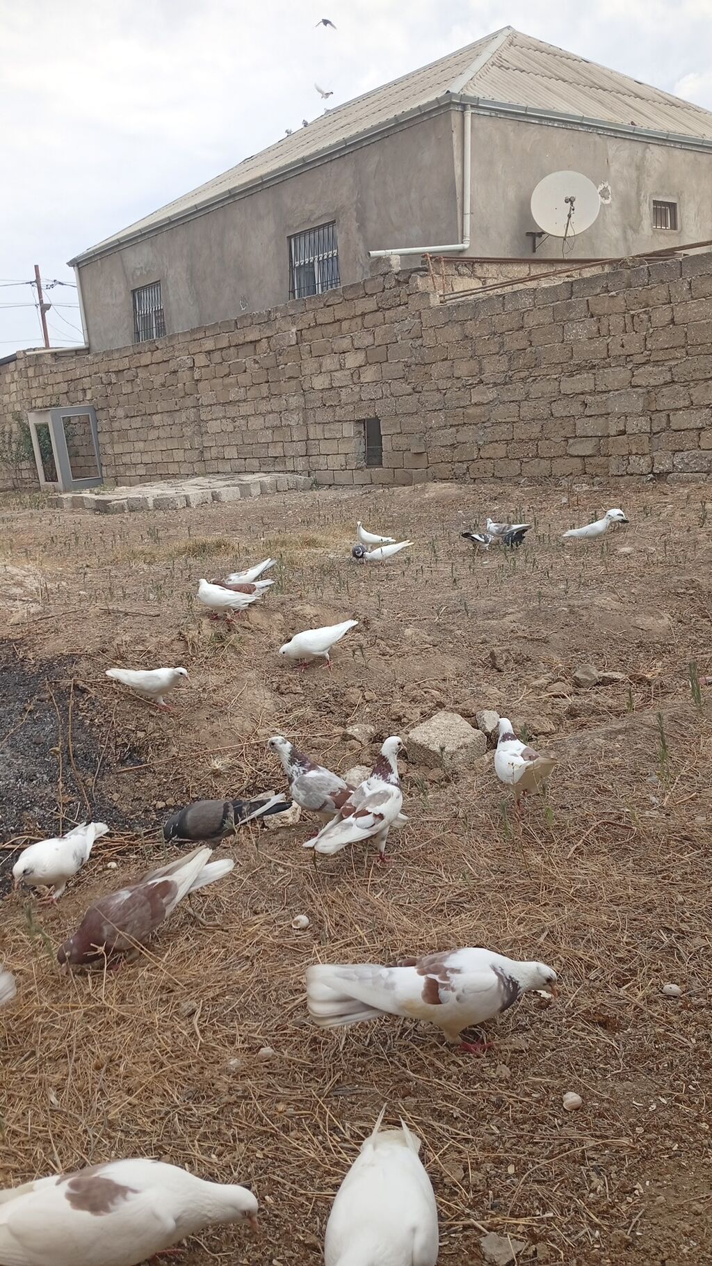 Ucuşa hazir balalar satiram,yaxsi ucuslari var,istəsəz ucurdub — Göyərçin, Digah