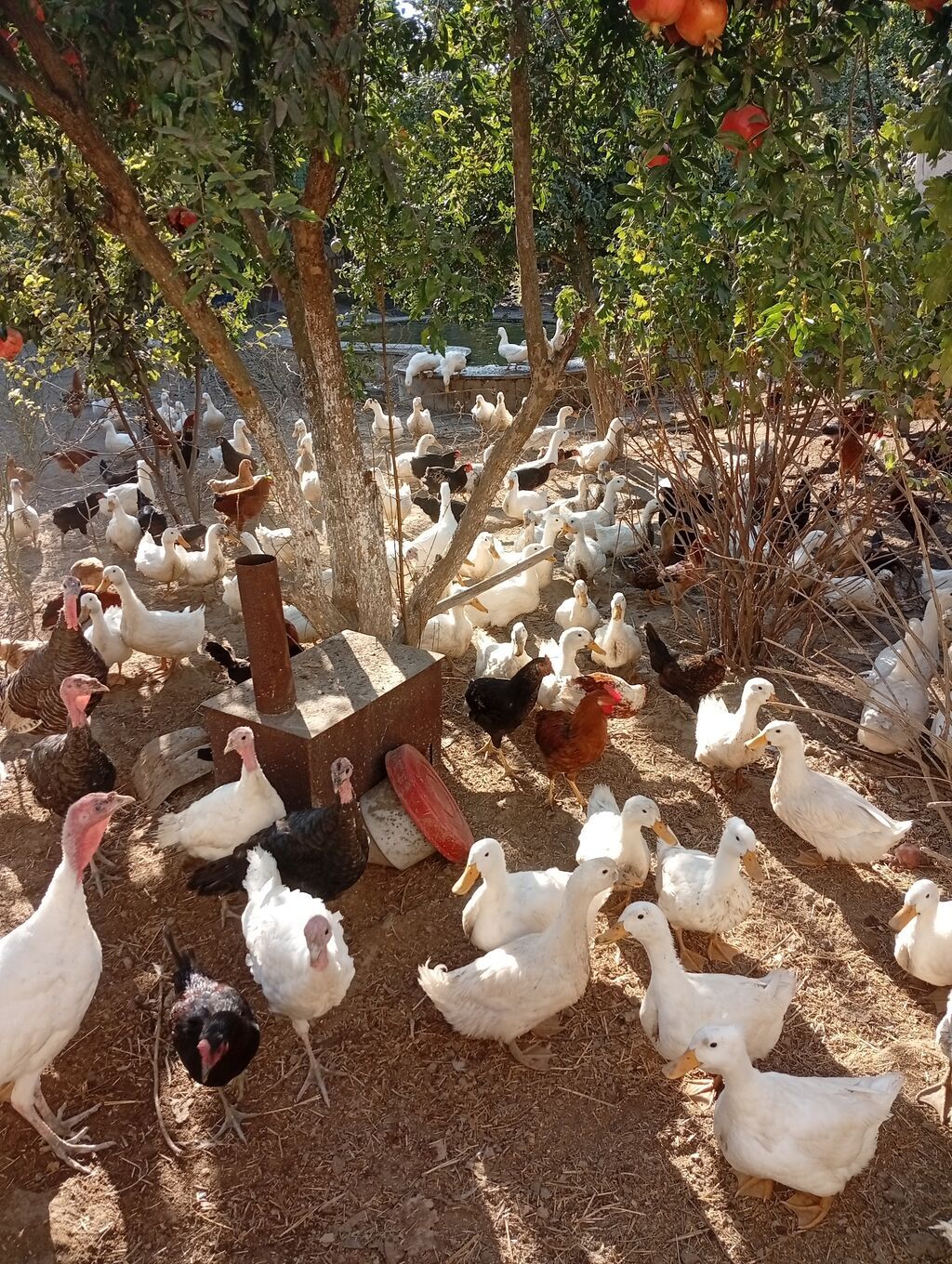 Salam yekə ordekleri seslerine göre satıram hamsi satılır bugün — Digərləri, Digah