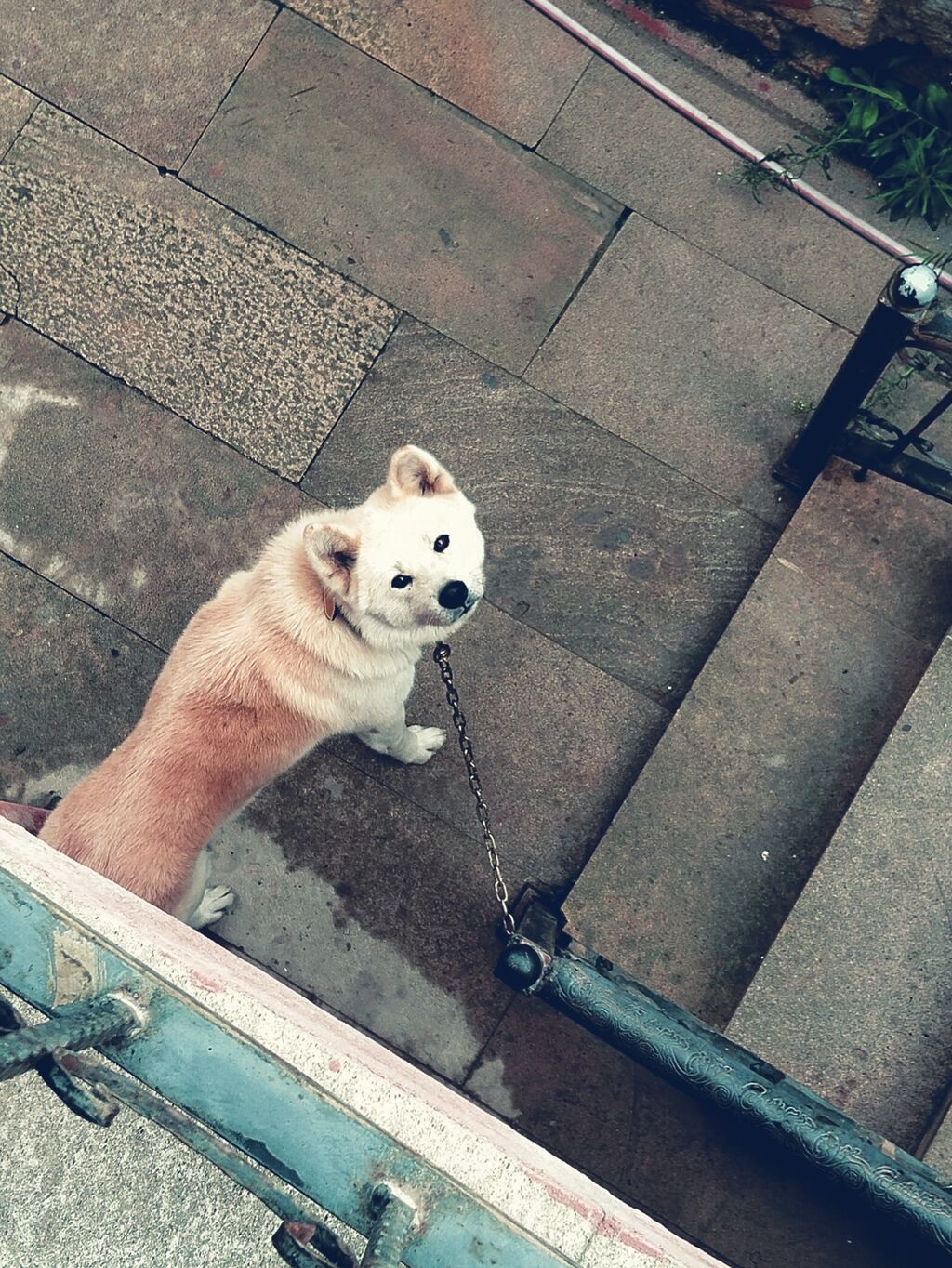 Akita-inu — Köpəklər, Xırdalan
