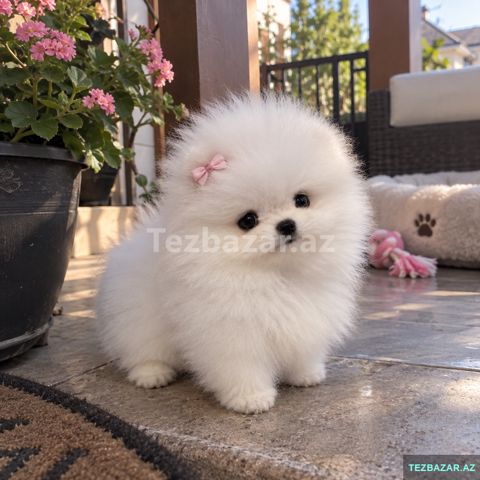 Pomerian Spitz di mindi — 250 ₼ · Bakı · Digər Pomerian Spitz di mindi — Bakı