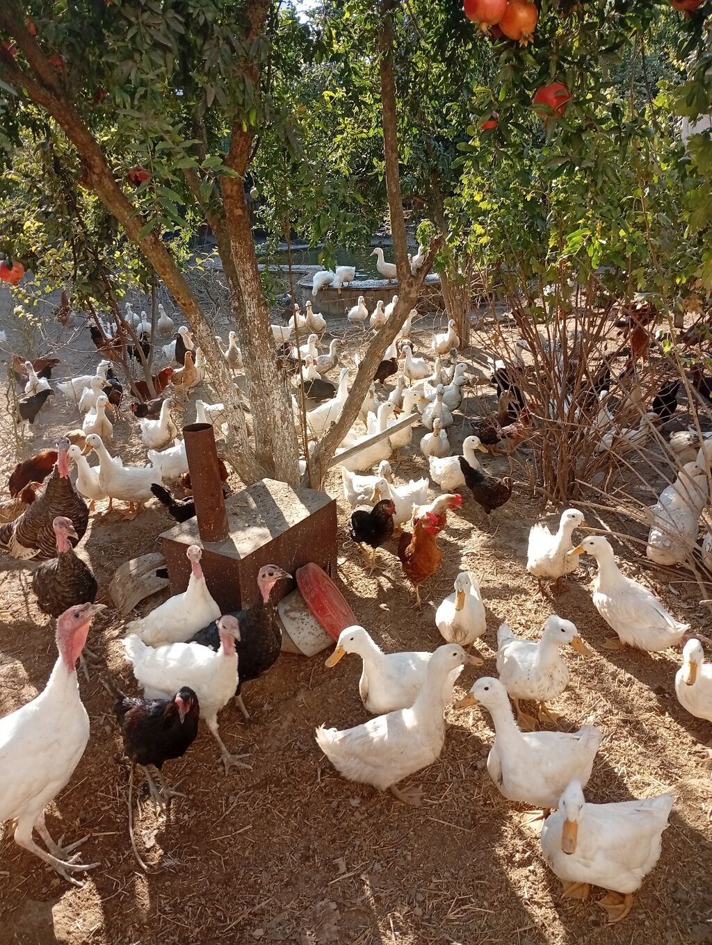 Salam yekə ordekleri seslerine göre satıram hamsi satılır bugün — Digərləri, Digah (2)