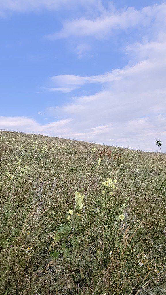 Satılır torpaq 53 sot — Torpaq, Şamaxı (8)