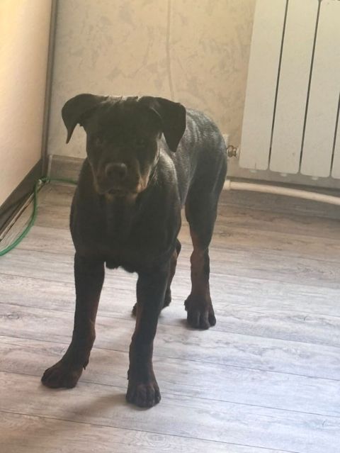 Rotveyler — Bakı