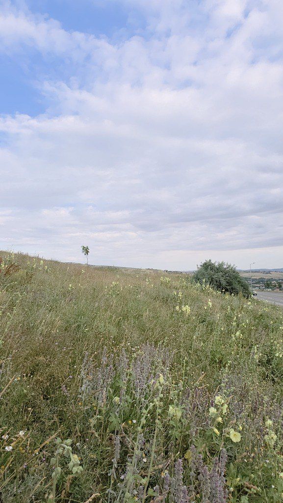 Satılır torpaq 53 sot — Torpaq, Şamaxı (7)