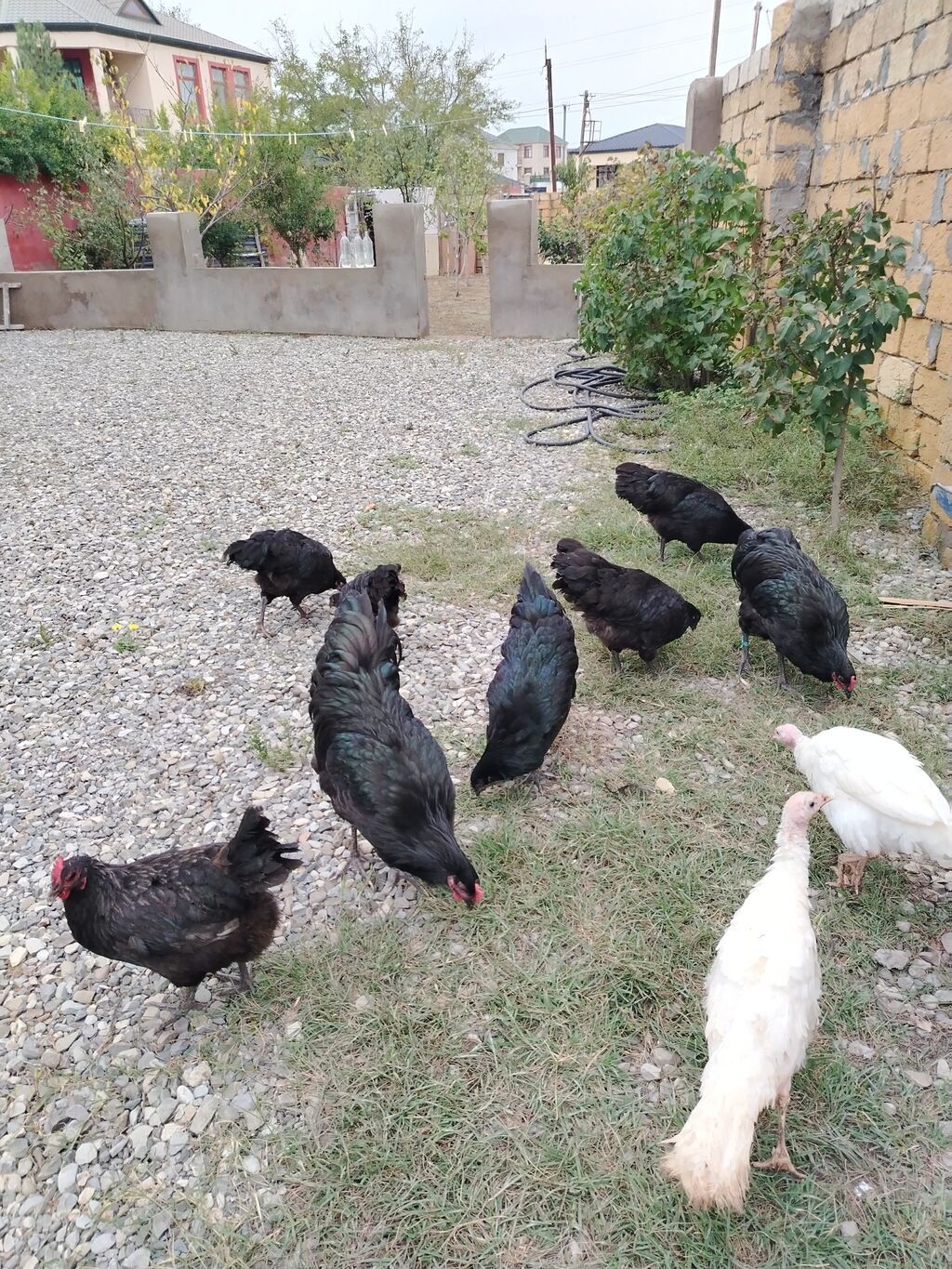 Toyuq, Damazlıq — Toyuq və xoruz, Fatmayı (6)
