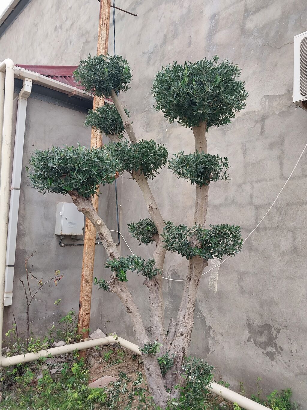 Banzay zeytun ağacı — Ağaclar və fidan, Digah (6)