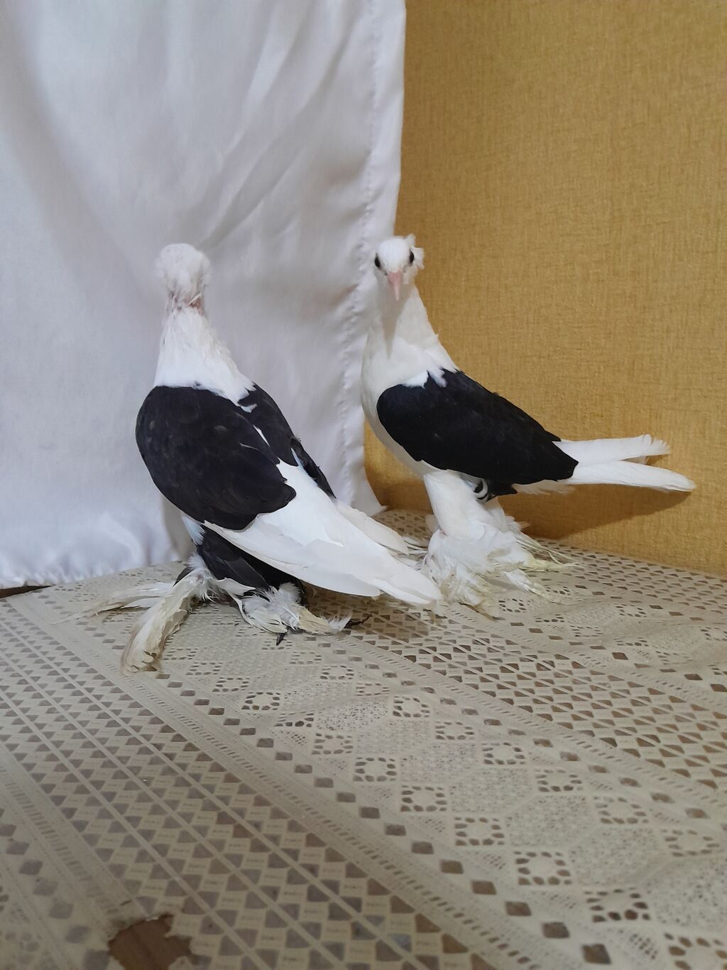 Salam olsun her kese. quslaf tam saglam.komuru qara ceplerdi. erkek — Göyərçin, Digah (3)