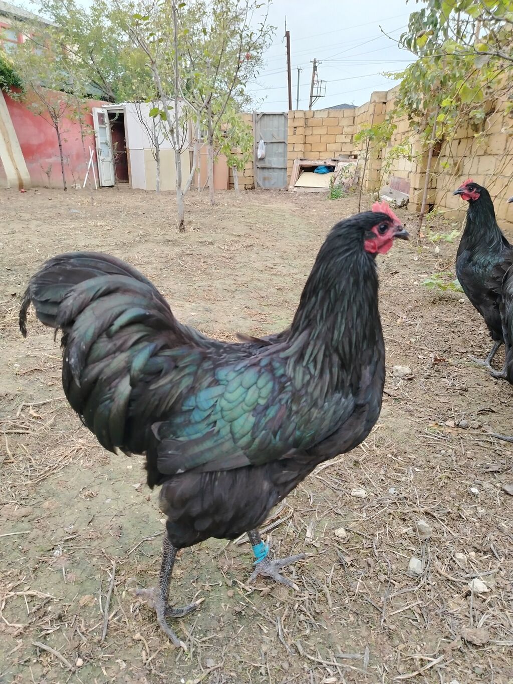 Toyuq, Damazlıq — Toyuq və xoruz, Fatmayı (9)