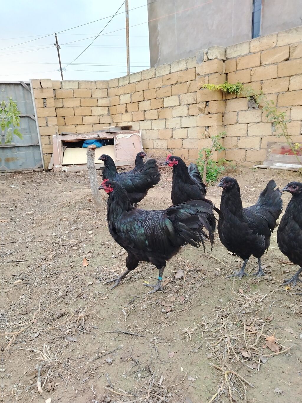 Toyuq, Damazlıq — Toyuq və xoruz, Fatmayı (7)
