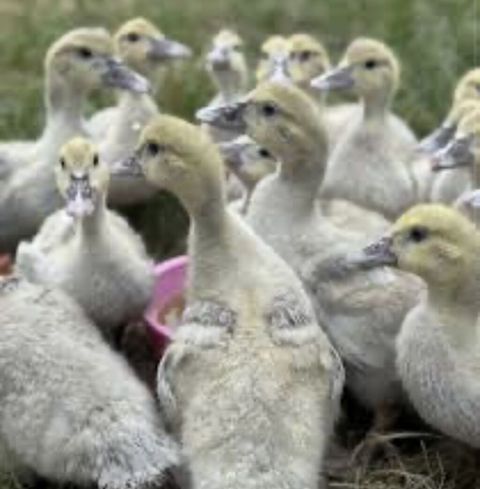 Muscovy ördək balaları (indo-ördək paçkaları) - Cins: Muscovy — 12 ₼ · Digah · Digərləri Muscovy ördək balaları (indo-ördək paçkaları) - Cins: Muscovy — Digah