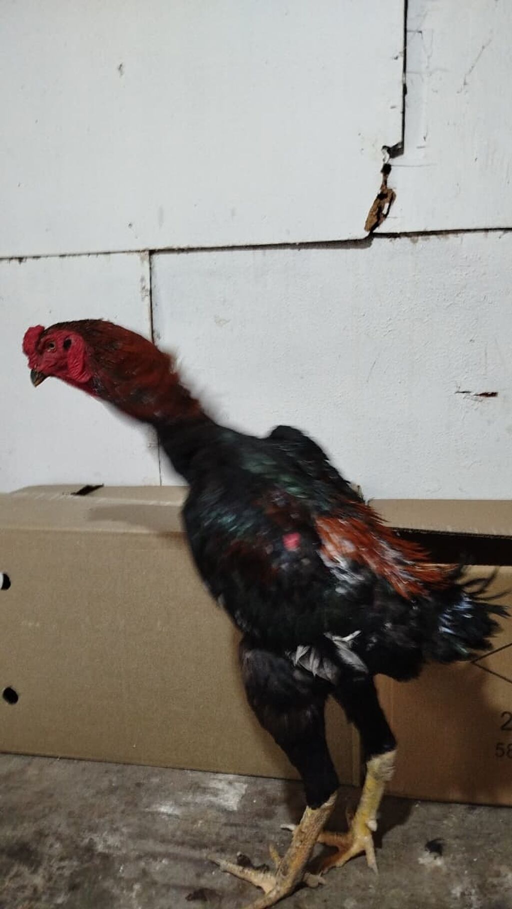 Xoruz, Heyratı, il: 1, Ünvandan götürmə — Toyuq və xoruz, Sumqayıt