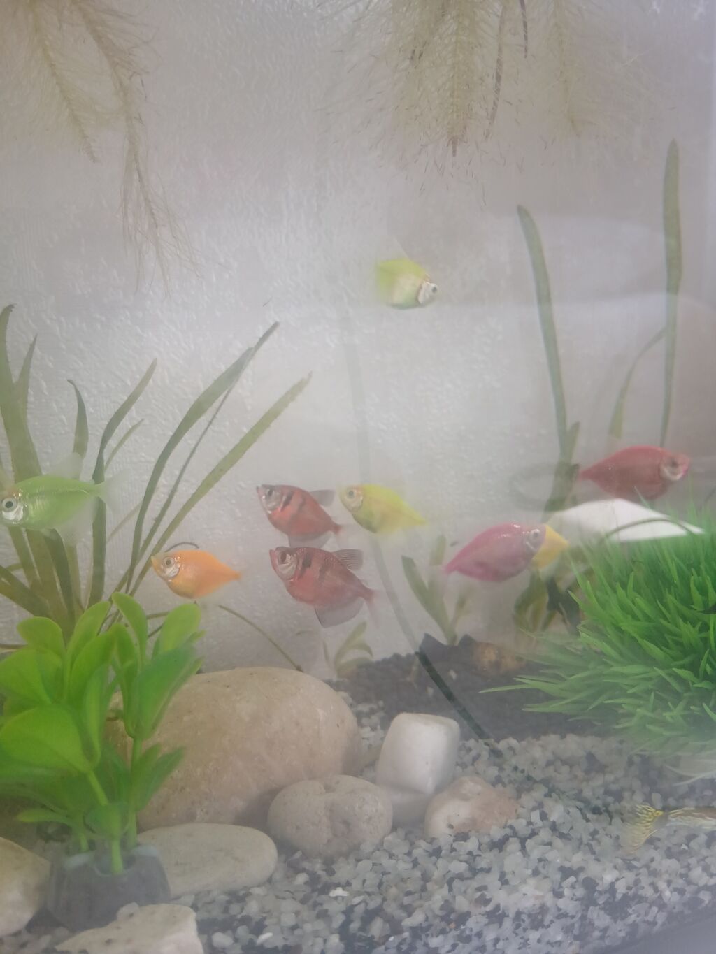Glofish, Sülhsevər — Akvariumlar və balıqlar, Sumqayıt (2)