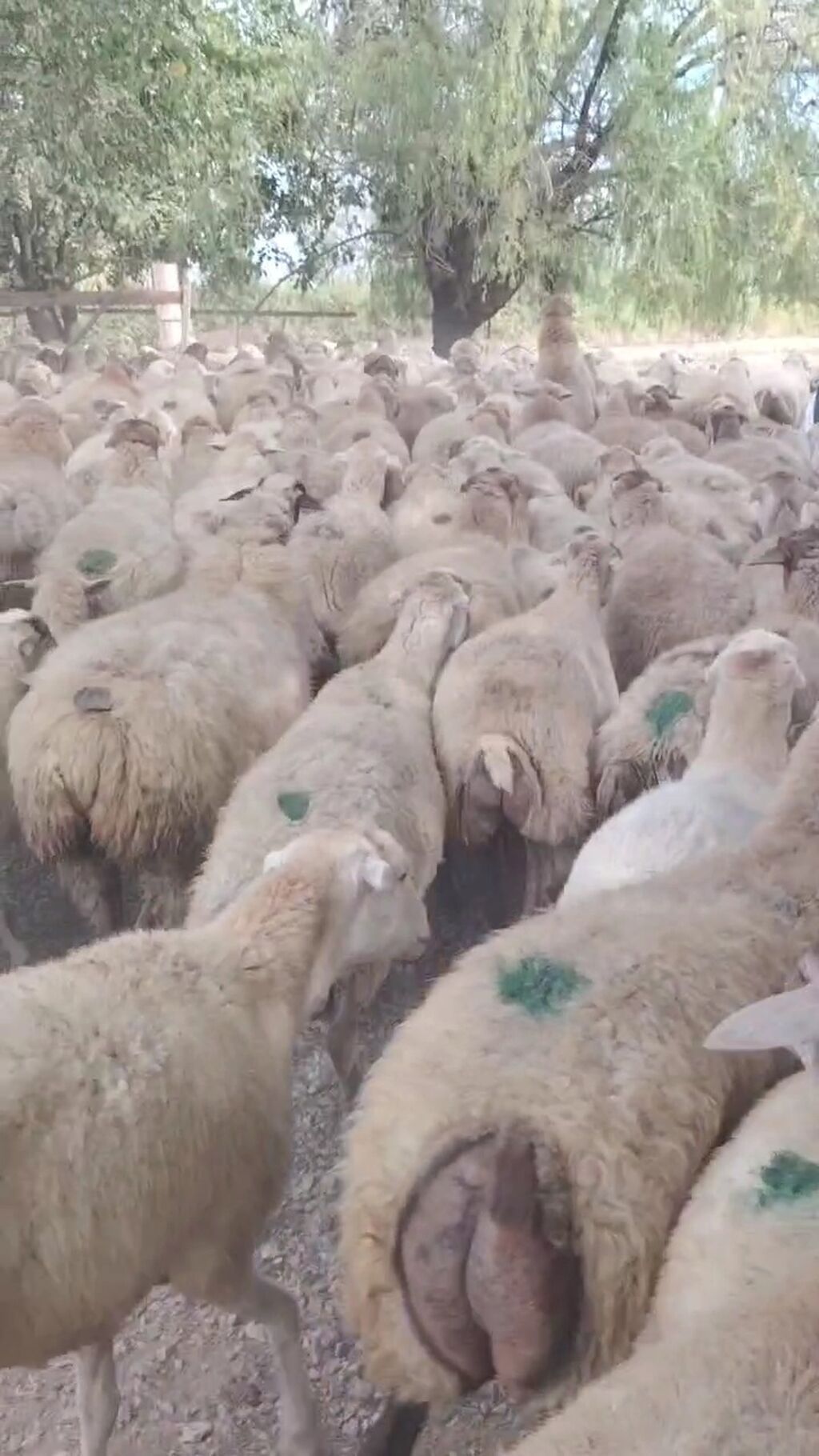 Dişi, il: 1, Damazlıq, Pulsuz çatdırılma — Kənd təsərrüfatı heyvanları, Yevlax (6)