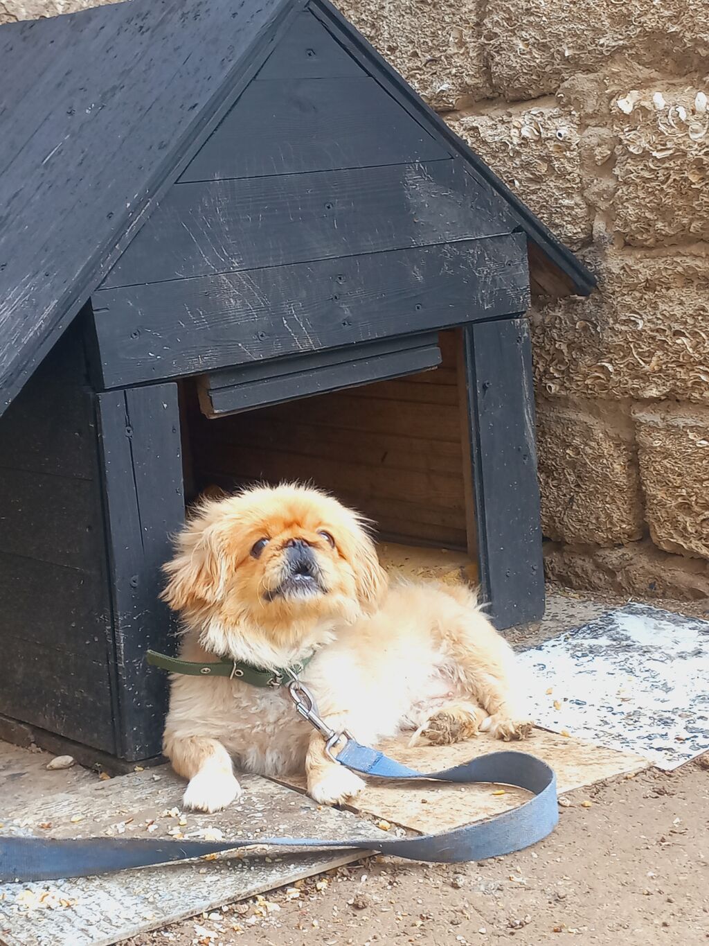 Pekines, 1 il, Dişi — Köpəklər, Digah (5)