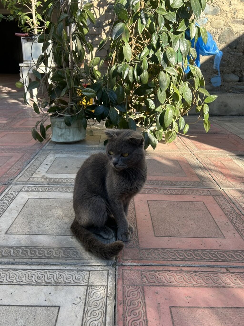 Şotland, Dişi — Pişiklər, Gəncə (3)