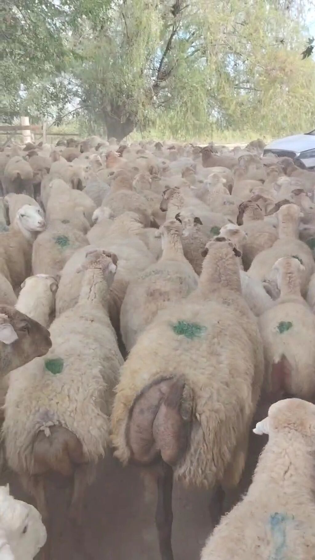 Dişi, il: 1, Damazlıq, Pulsuz çatdırılma — Kənd təsərrüfatı heyvanları, Yevlax (3)
