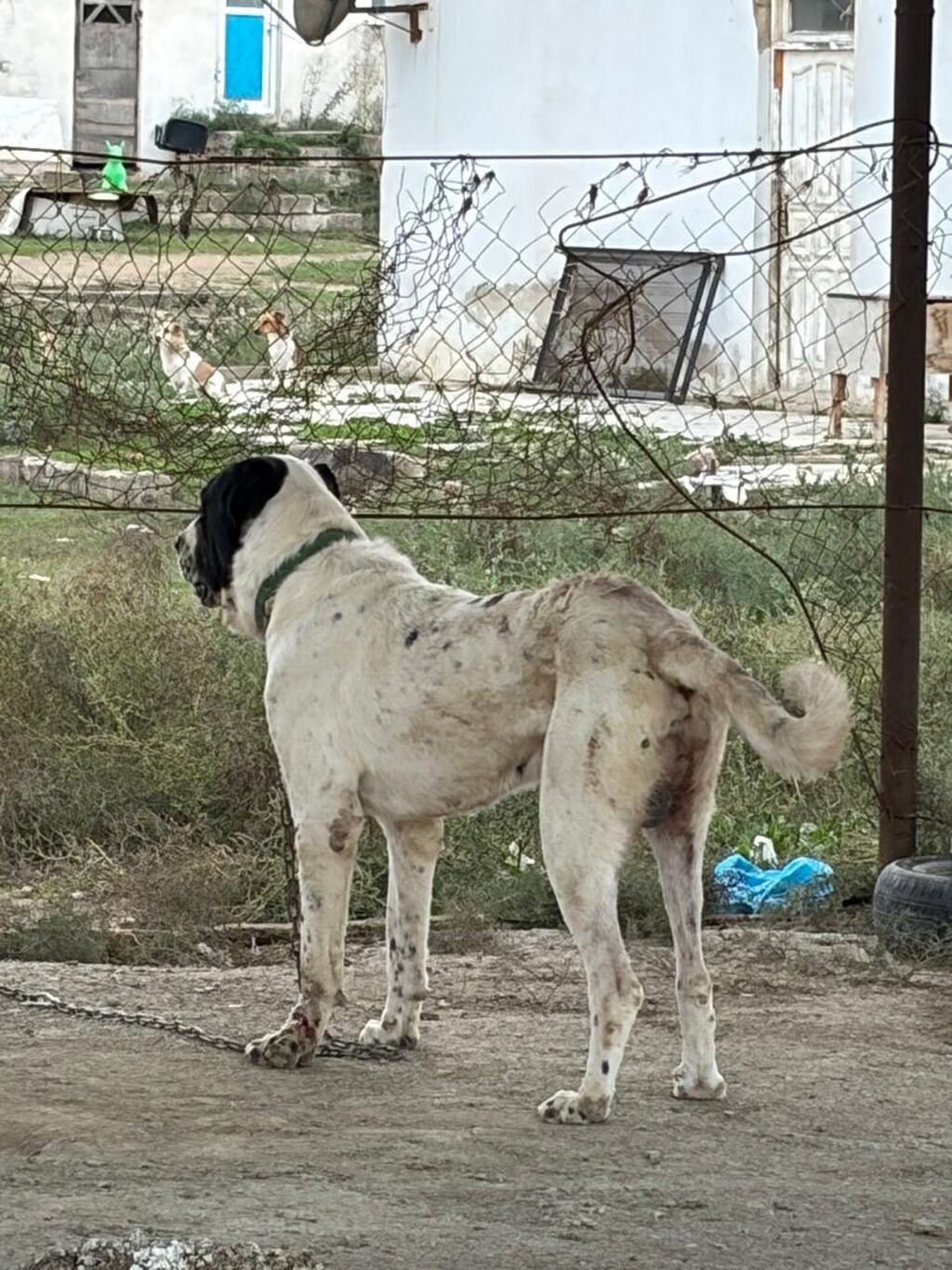 Alabay, 2 il, Erkək, Peyvəndli, Ödənişli çatdırılma — Köpəklər, Mehdiabad (2)