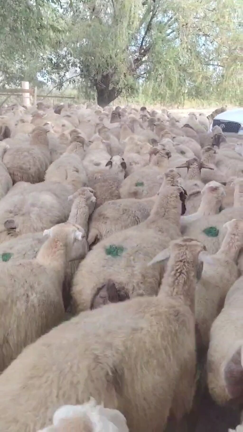 Dişi, il: 1, Damazlıq, Pulsuz çatdırılma — Kənd təsərrüfatı heyvanları, Yevlax (10)