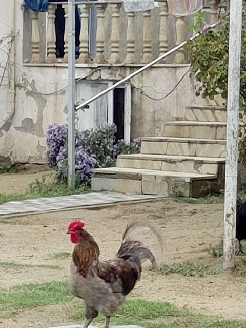 Məhsul: Ev təsərrüfatı üçün xoruzlar Təsvir: - Şəkillərdəki xoruzlar — 50 ₼ · Bakı · Toyuq və xoruz Məhsul: Ev təsərrüfatı üçün xoruzlar Təsvir: - Şəkillərdəki xoruzlar — Bakı