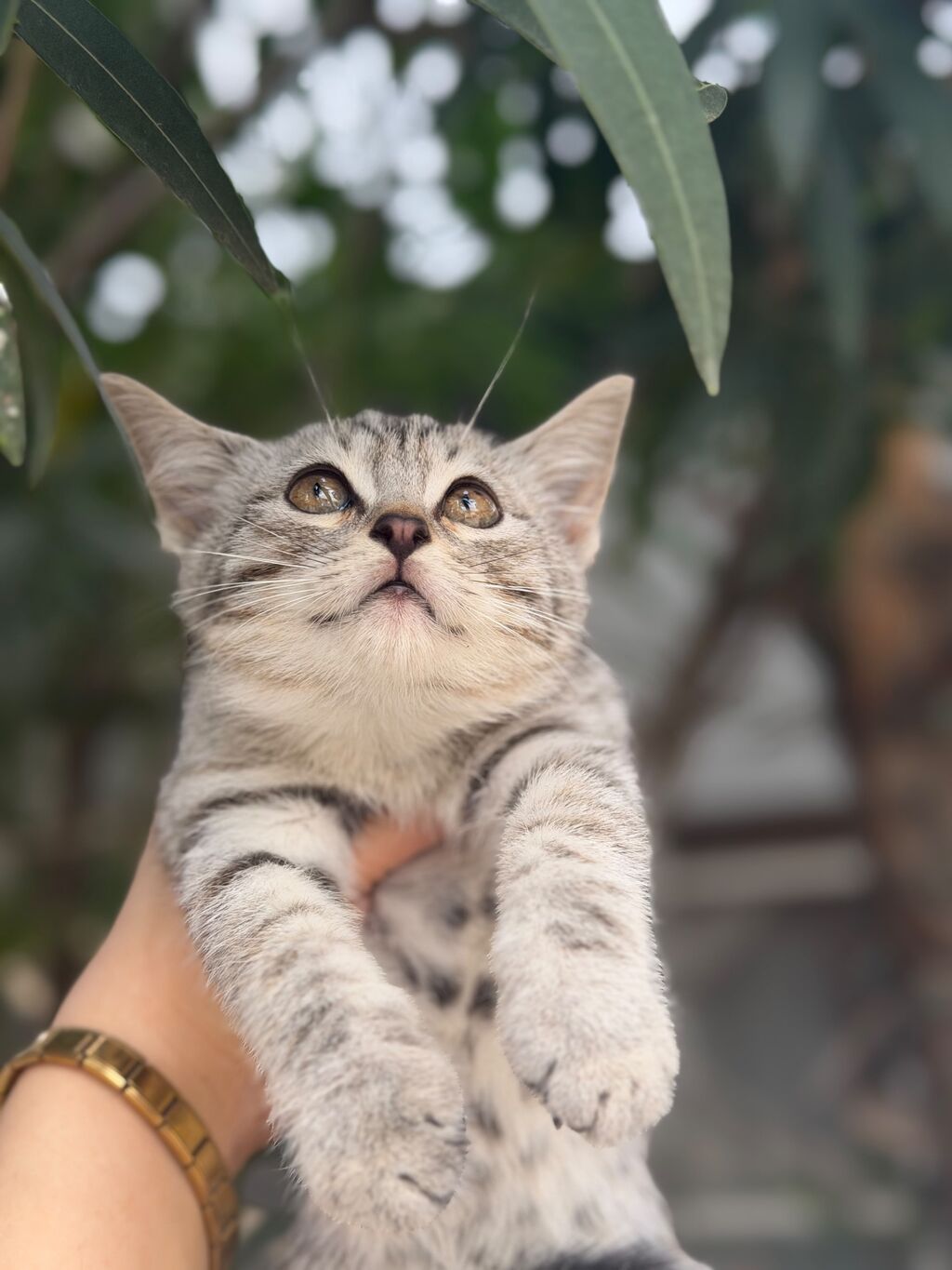 Tabbi — Pişiklər, Bakı (5)