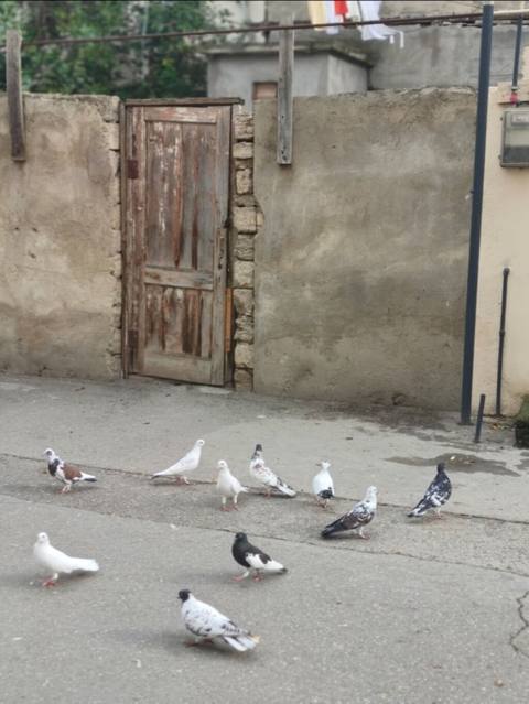 Göyərçinlər satılır 10 ədəddir kom satılır — Digah