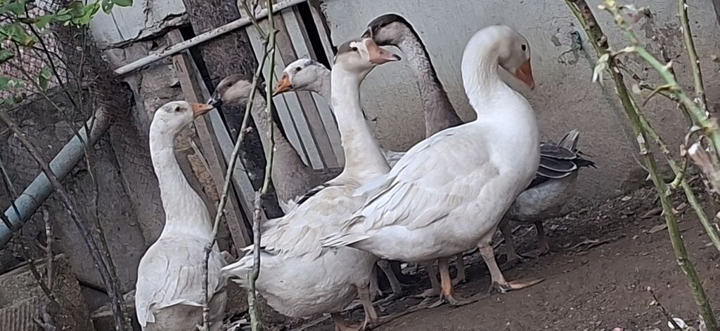 2 dənə erkəy dişi ikisidə cütdülər 8 aylıqdılar klolatı 5 6 klodur — Digərləri, Digah